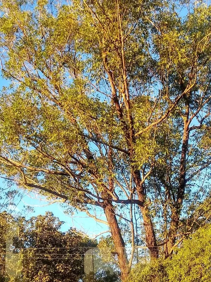 Narrowleaf red ironbark (Eucalyptus crebra, J. Proc. Linn. Soc., Bot. 3: 87 (1858))