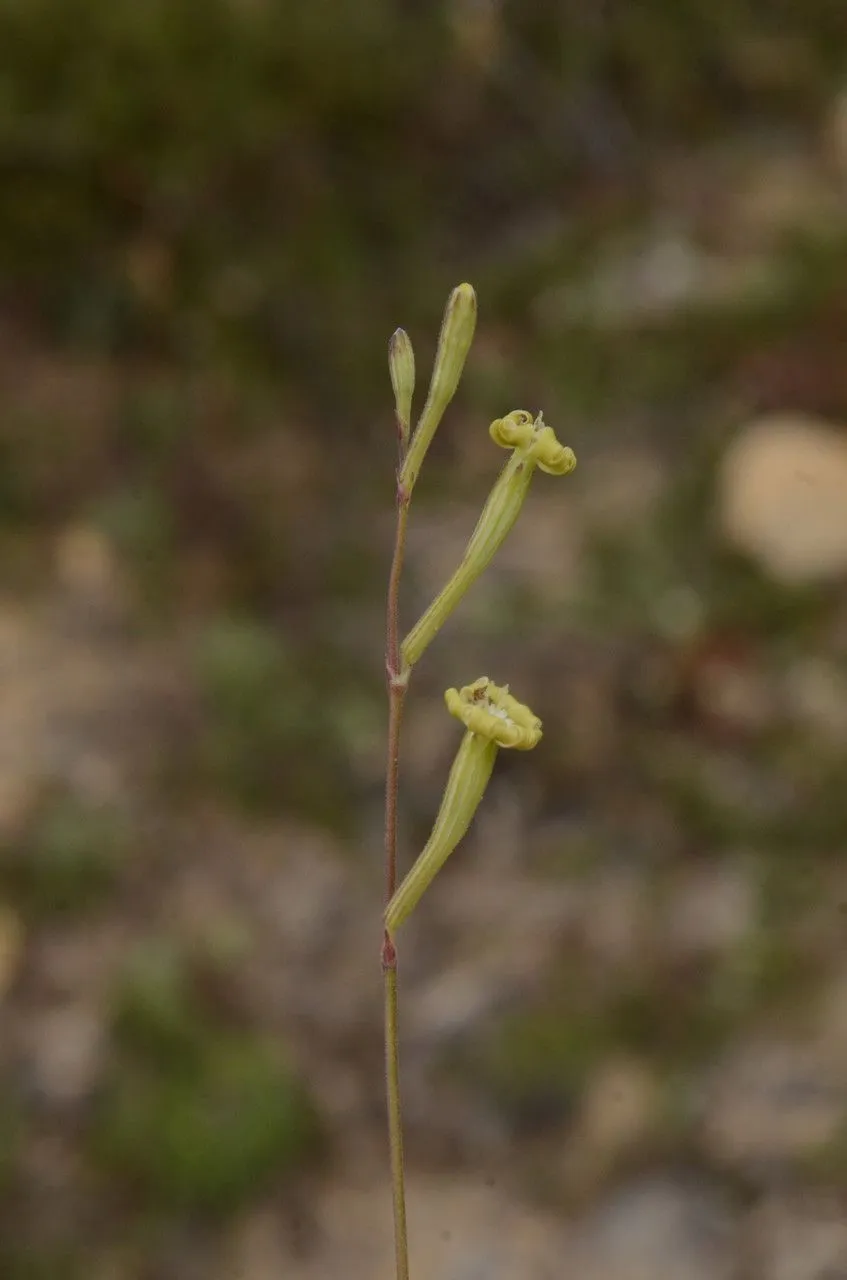 Mediterranean catchfly (Silene nocturna, Sp. Pl.: 416 (1753))