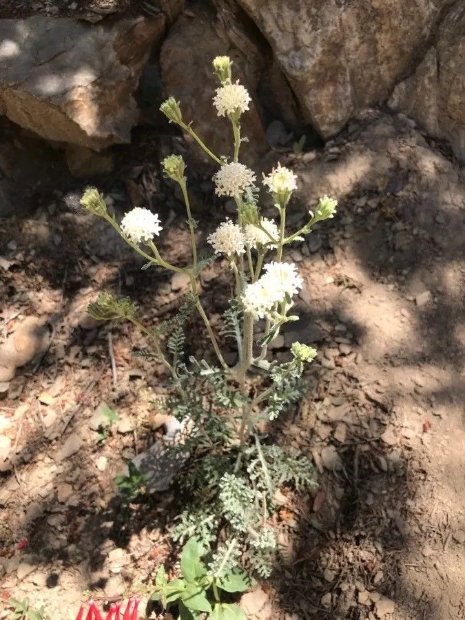 Desert pincushion (Chaenactis stevioides, Bot. Beechey Voy.: 353 (1839))