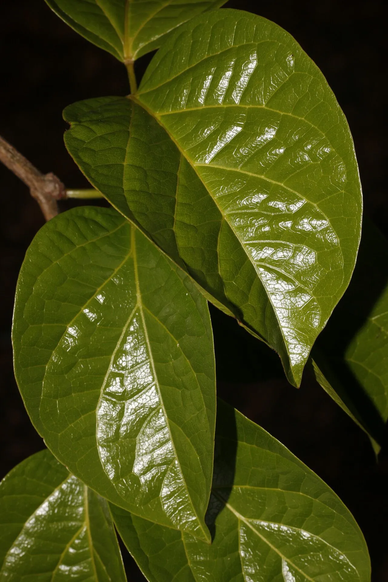 Garlicvine (Bignonia aequinoctialis, Sp. Pl.: 623 (1753))