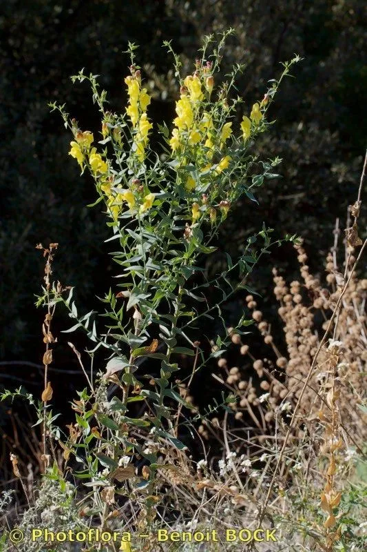 Broomleaf toadflax (Linaria genistifolia, Gard. Dict. ed. 8: n.º 14 (1768))