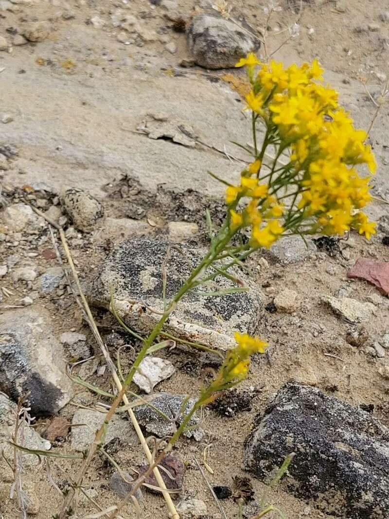 Broom snakeweed (Gutierrezia sarothrae, Trans. New York Acad. Sci. 7: 10 (1887))