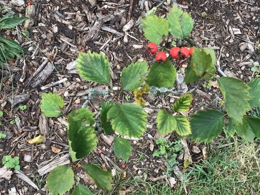 Fire-berry hawthorn (Crataegus chrysocarpa, North Carolina Agric. Exp. Sta. Bull. 175:110. 1900)