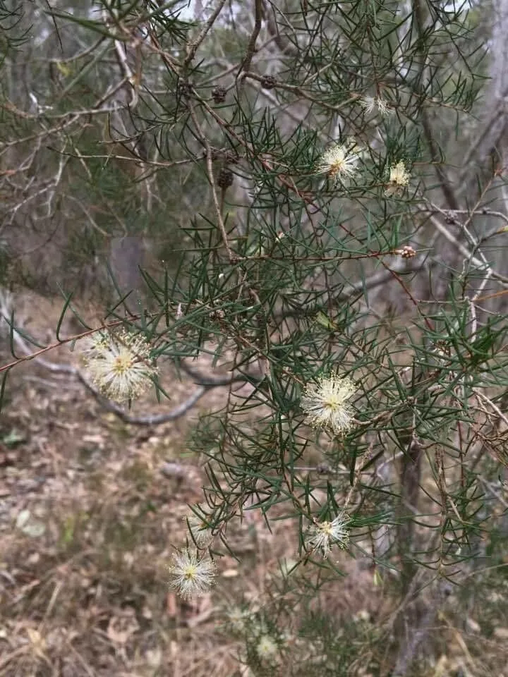 Prickly-leaf paperbark (Melaleuca nodosa, Trans. Linn. Soc. London 3: 276 (1797))