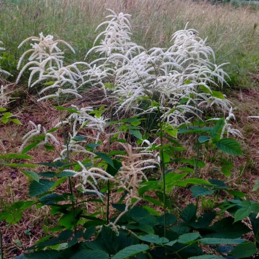 Goat’s-beard (Aruncus dioicus, Rhodora 41: 423 (1939))