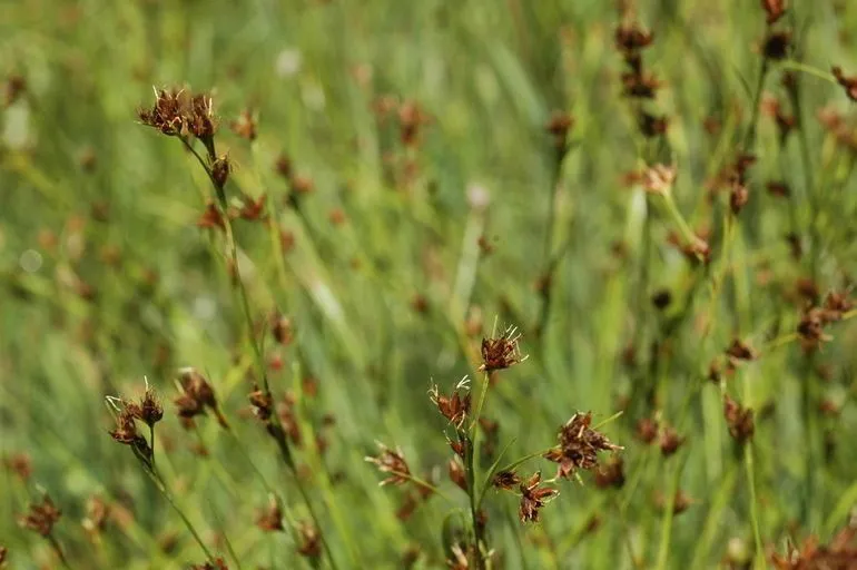 Brownish beaksedge (Rhynchospora capitellata, Enum. Pl. Obs. 2: 235 (1805))