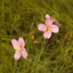 Melastomataceae