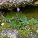 Gesneriaceae