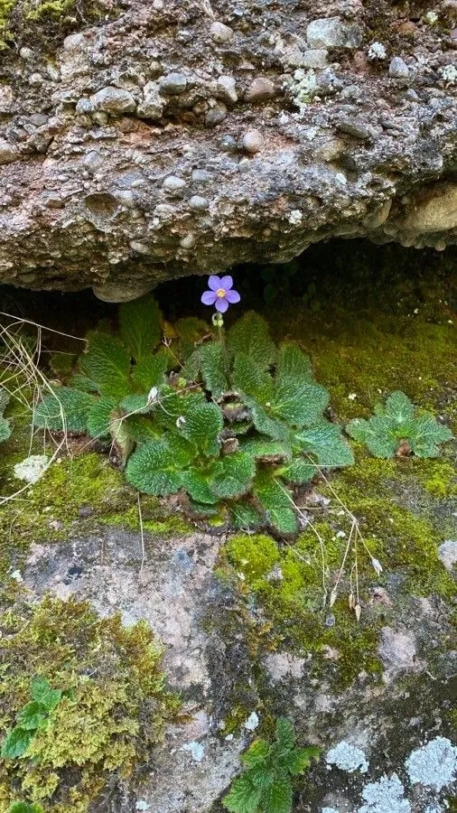 Pyrenean-violet (Ramonda myconi, Fl. Germ. Excurs. 1: 388 (1831))