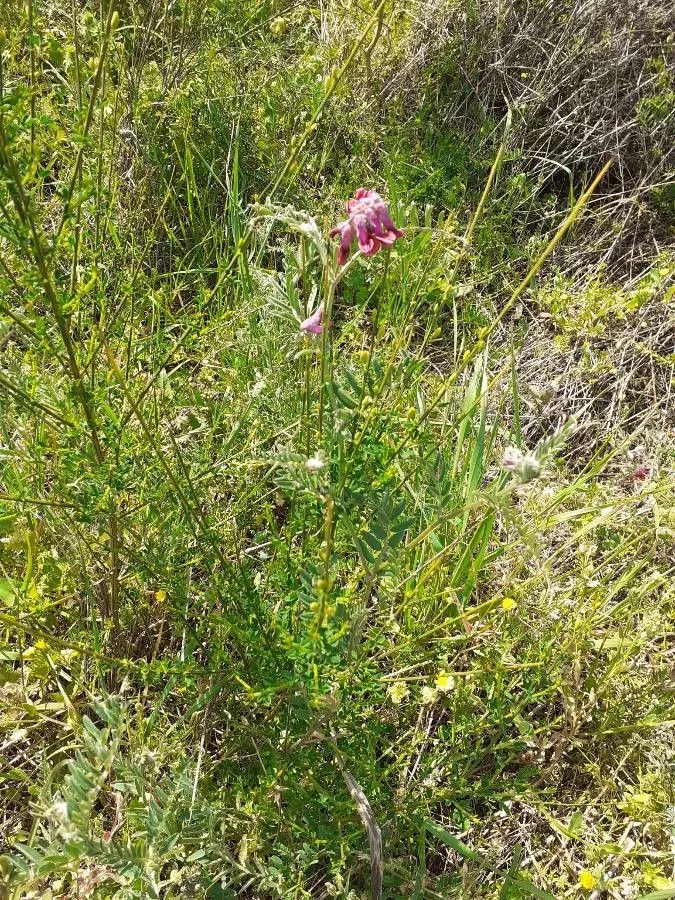 Algerian vetch (Vicia benghalensis, Sp. Pl.: 736 (1753))