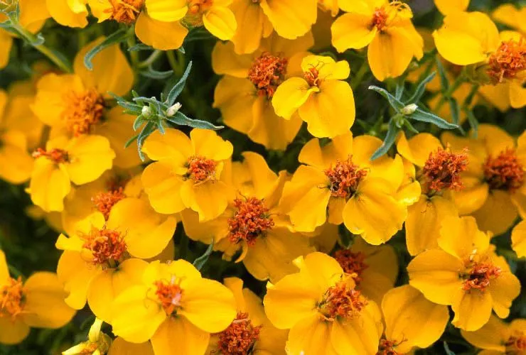 Rocky mountain zinnia (Zinnia grandiflora, Trans. Amer. Philos. Soc., ser. 2, 7: 348 (1840))