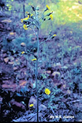 Rough hawkweed (Hieracium scabrum, Fl. Bor.-Amer. 2: 86 (1803))