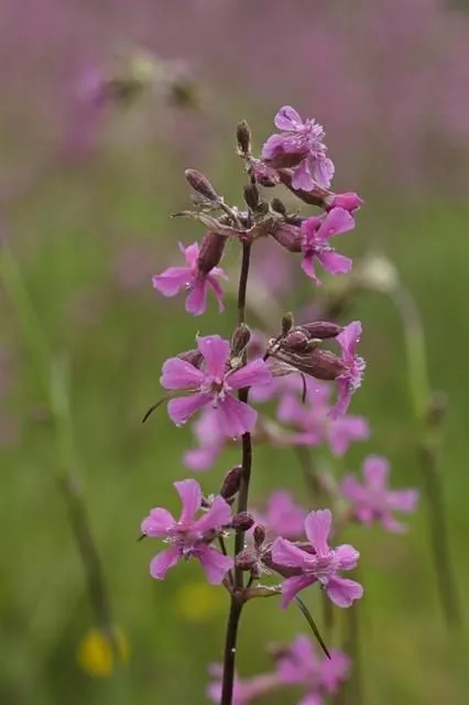 Clammy campion (Silene viscaria, None)