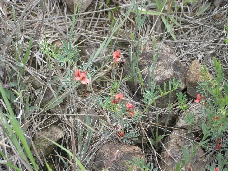 Scarlet-pea (Indigofera miniata, Nov. Rar. Pl. Descr. Dec.: 98 (1798))