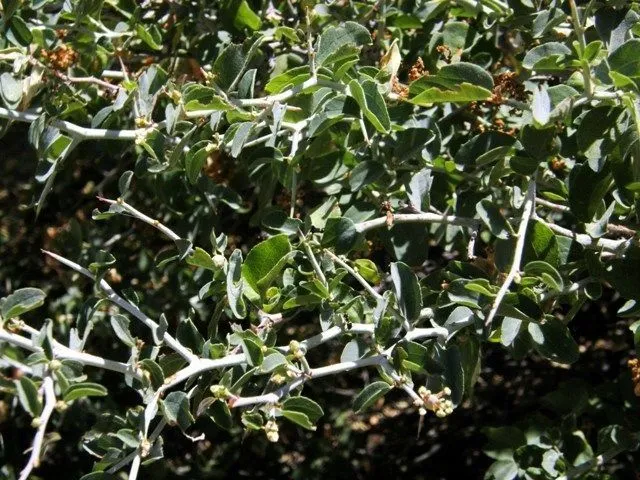 Mountain whitethorn (Ceanothus cordulatus, Proc. Calif. Acad. Sci. 2: 124 (1863))