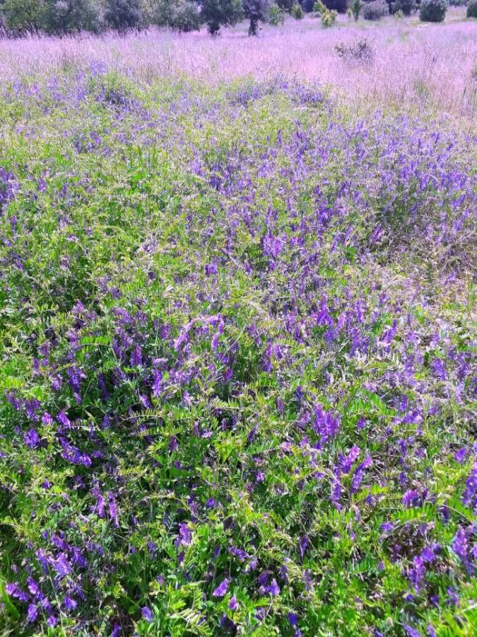 Fodder vetch (Vicia villosa, Tent. Fl. Germ. 2(2): 182 (1793))