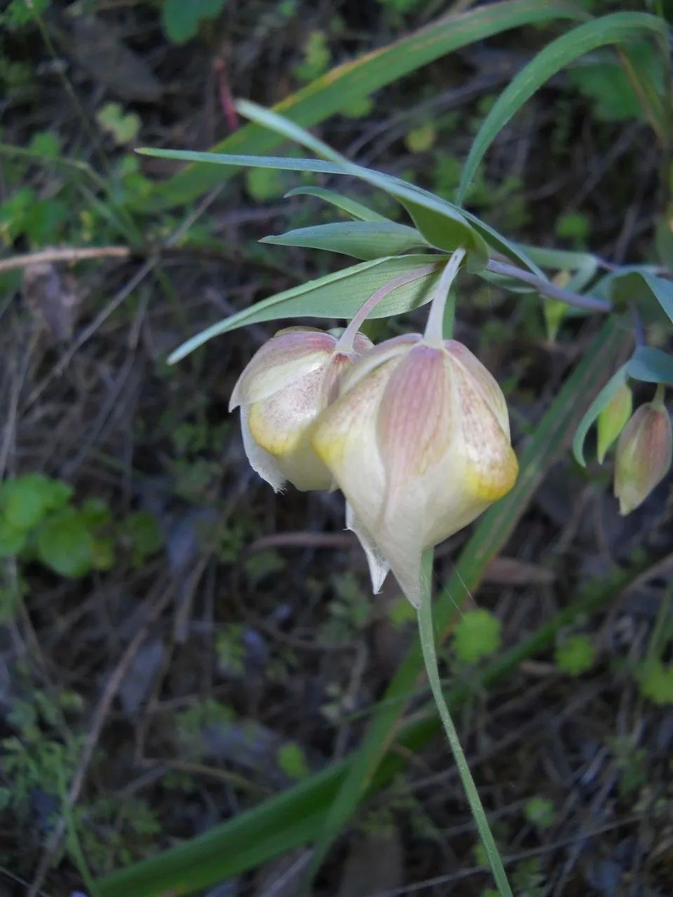 Fairy-lantern (Calochortus albus, Botanist 2: t. 98 (1838))