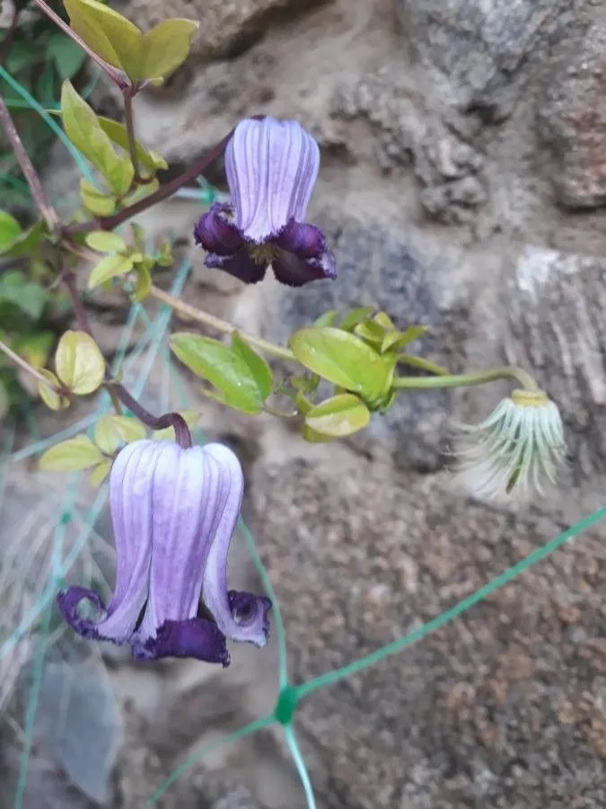 Pitcher’s clematis (Clematis pitcheri, Fl. N. Amer. 1: 10 (1838))