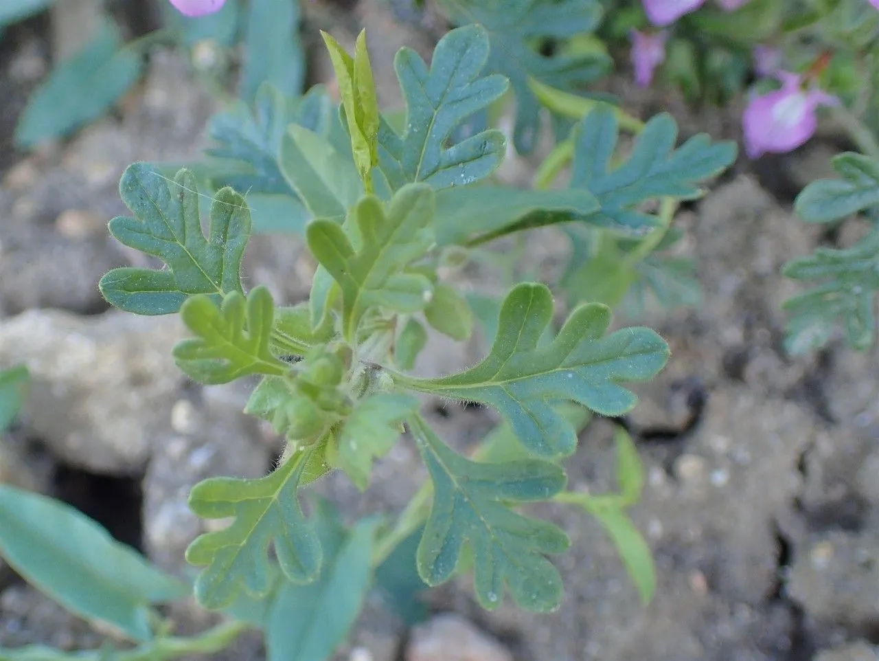 Cut-leaf germander (Teucrium botrys, Sp. Pl.: 562 (1753))