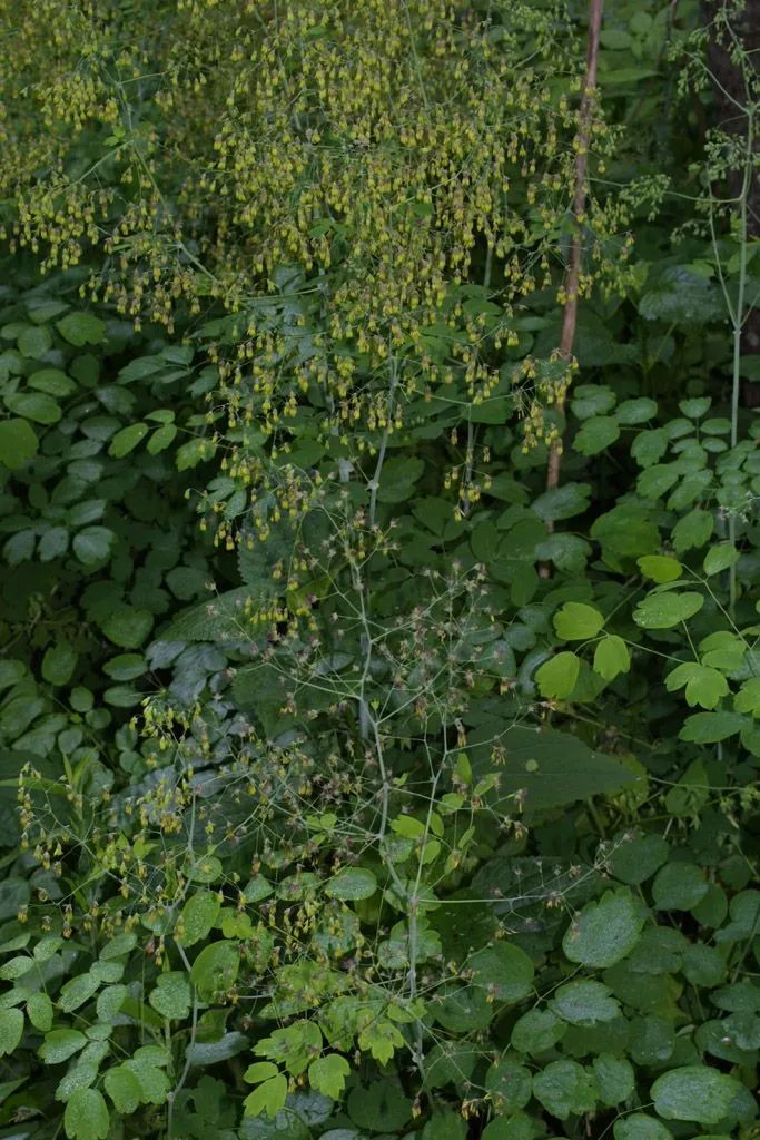 Waxyleaf meadow-rue (Thalictrum revolutum, Syst. Nat. 1: 173 (1817))