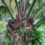 Arecaceae