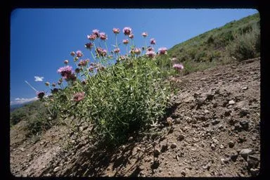 Mountain monardella (Monardella odoratissima, Labiat. Gen. Spec.: 332 (1834))