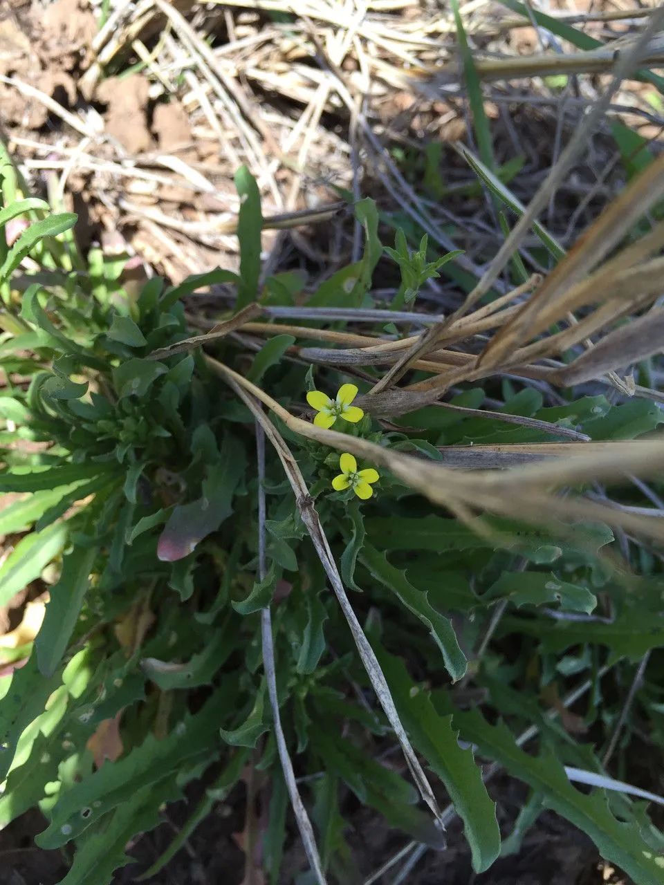 Spreading treacle mustard (Erysimum repandum, Demonstr. Pl.: 17 (1753))