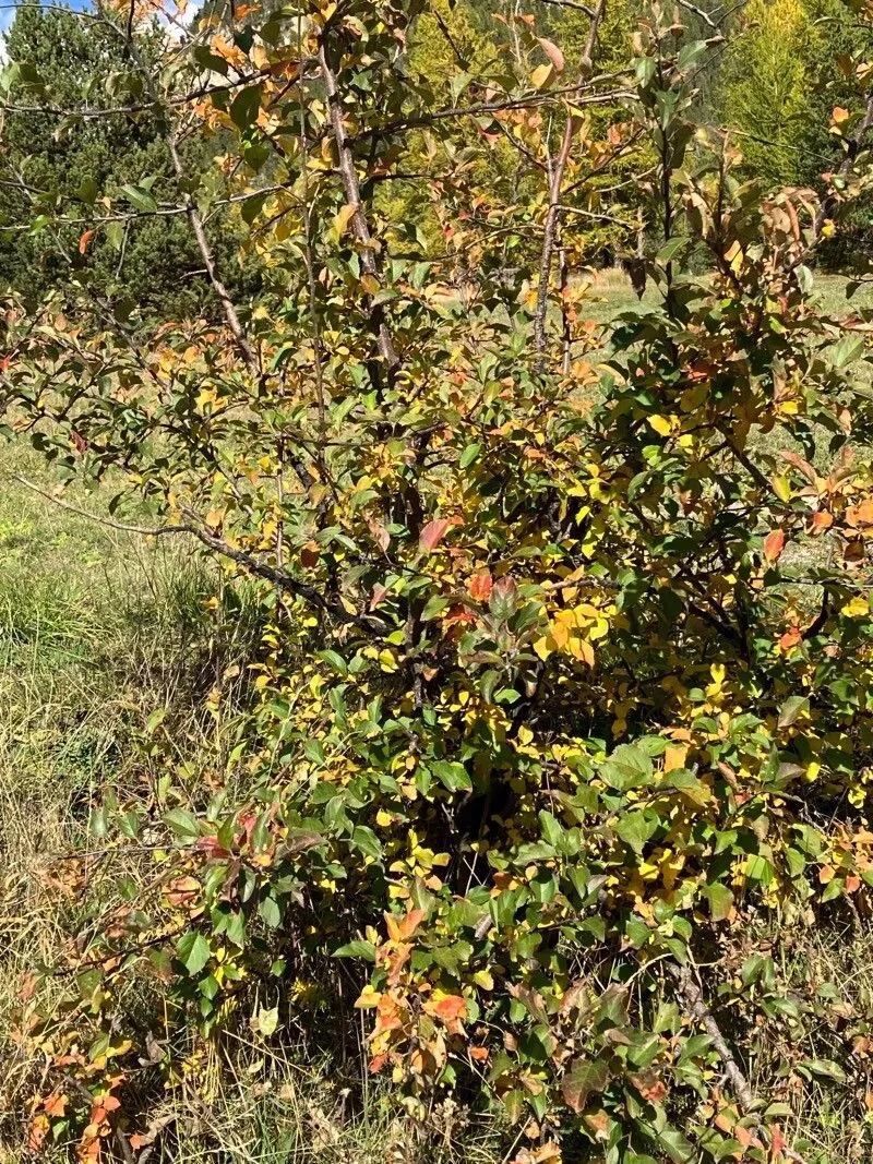 Briançon apricot (Prunus brigantina, Fl. Delphinalis: 49 (1786))