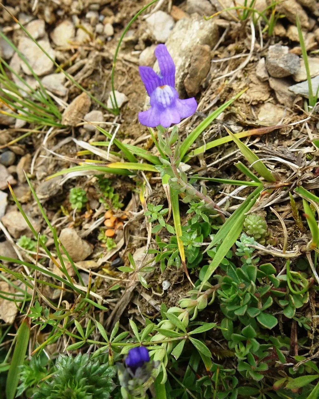 Alpine toadflax (Linaria alpina, Gard. Dict. ed. 8: n.º 4 (1768))