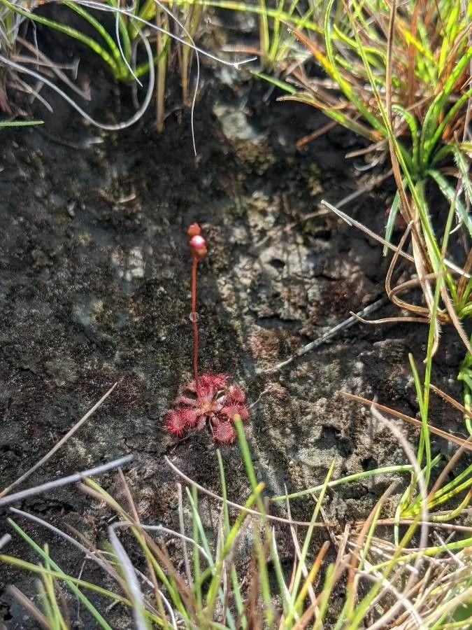 Pink sundew (Drosera capillaris, J.B.A.M.de Lamarck, Encycl. 6: 299 (1804))