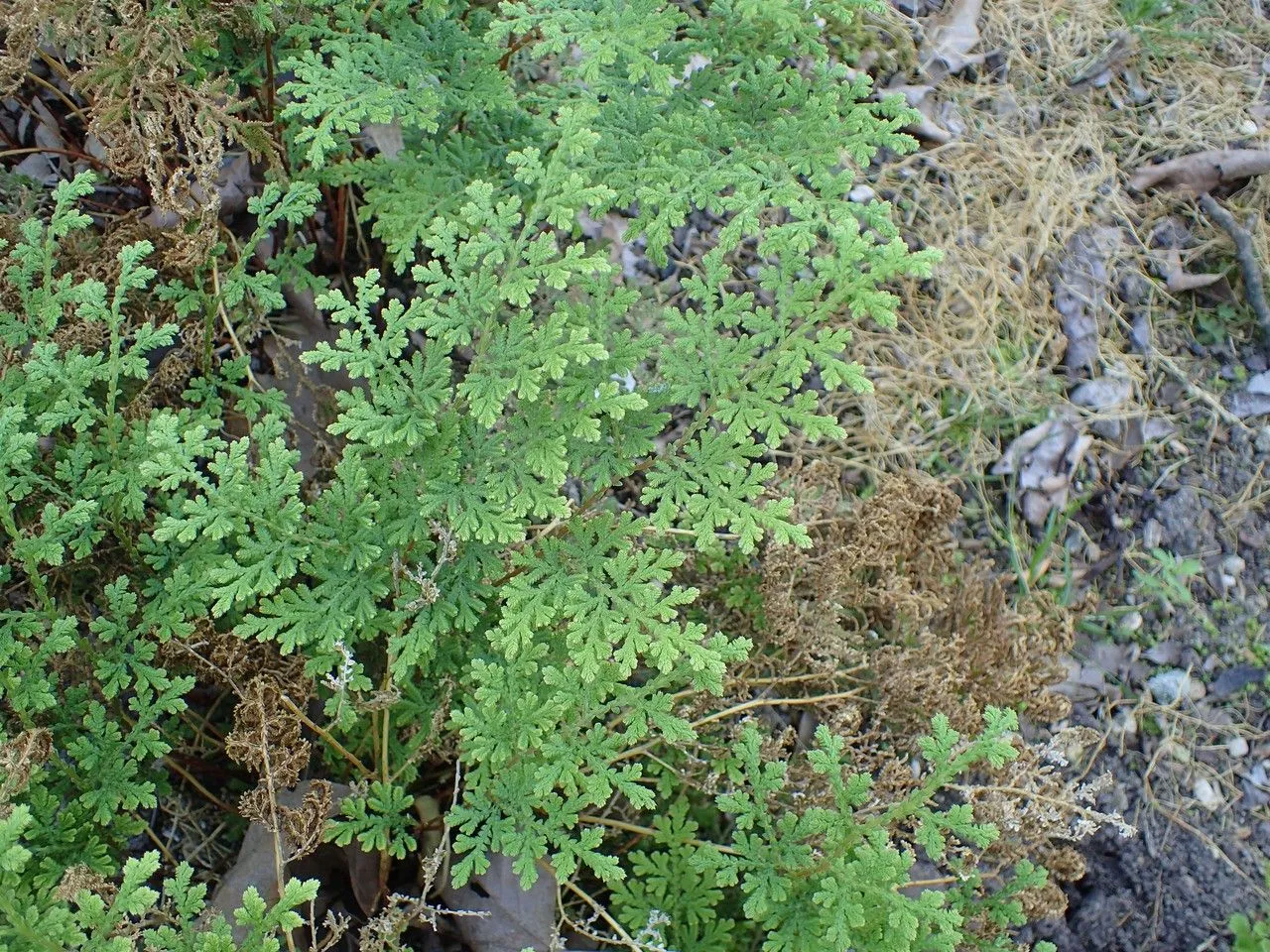 Little-club-moss (Selaginella tamariscina, Bull. Acad. Roy. Sci. Bruxelles 10(1): 136 (1843))