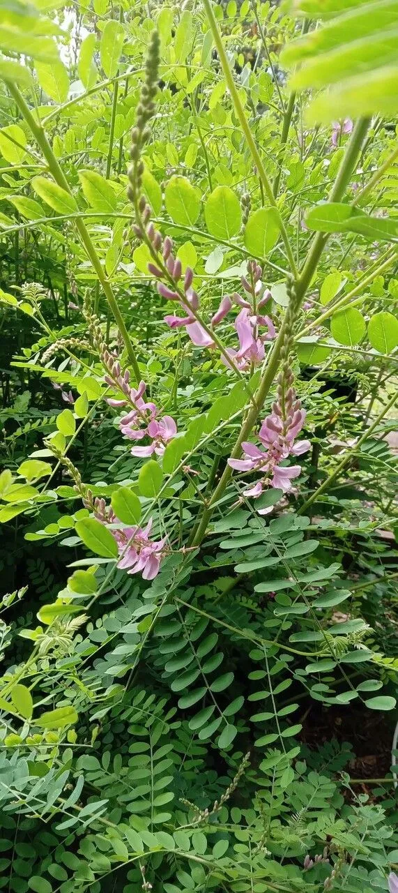 Showy tick trefoil (Desmodium canadense, Prodr. 2: 328 (1825))