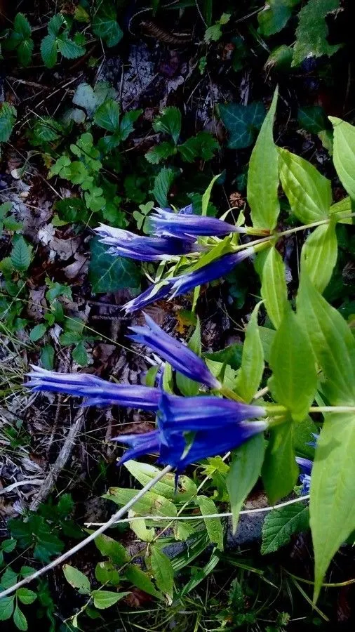 Willow gentian (Gentiana asclepiadea, Sp. Pl.: 227 (1753))