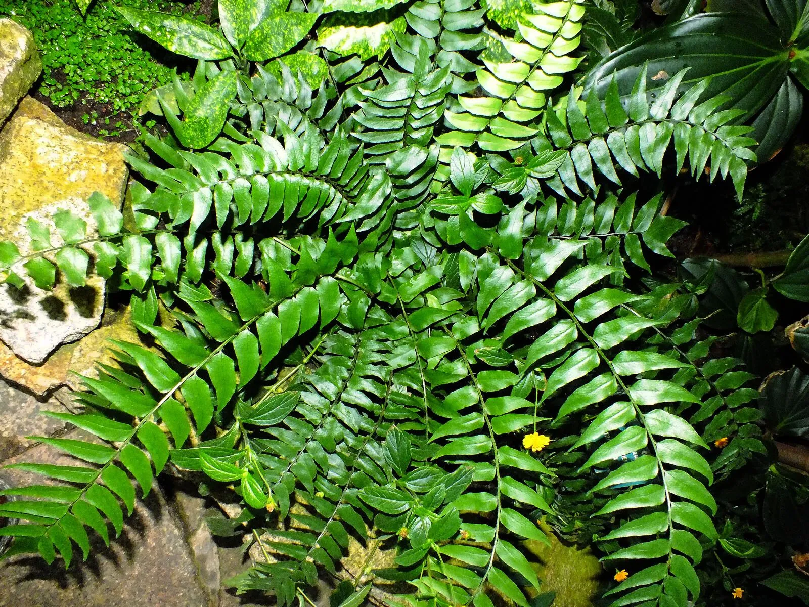 Asian netvein hollyfern (Cyrtomium fortunei, Ferns Brit. For.: 286 (1866))