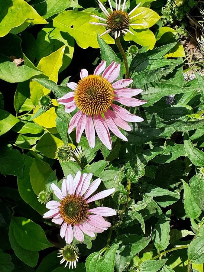 Eastern purple-coneflower (Echinacea purpurea, Methodus: 591 (1794))