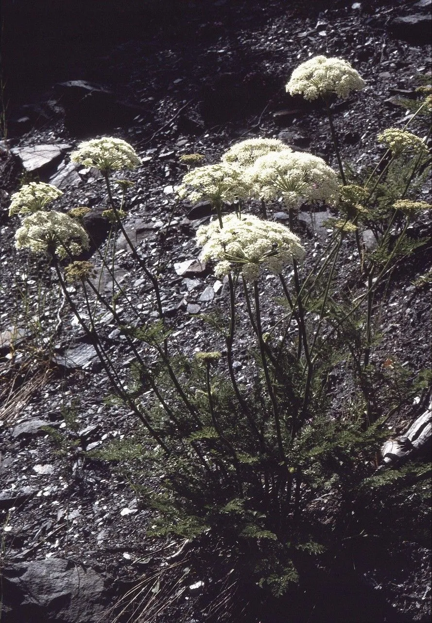 Haller’s sermountain (Laserpitium halleri, Cl. Umbell. Emend.: 67 (1767))