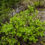 Caprifoliaceae