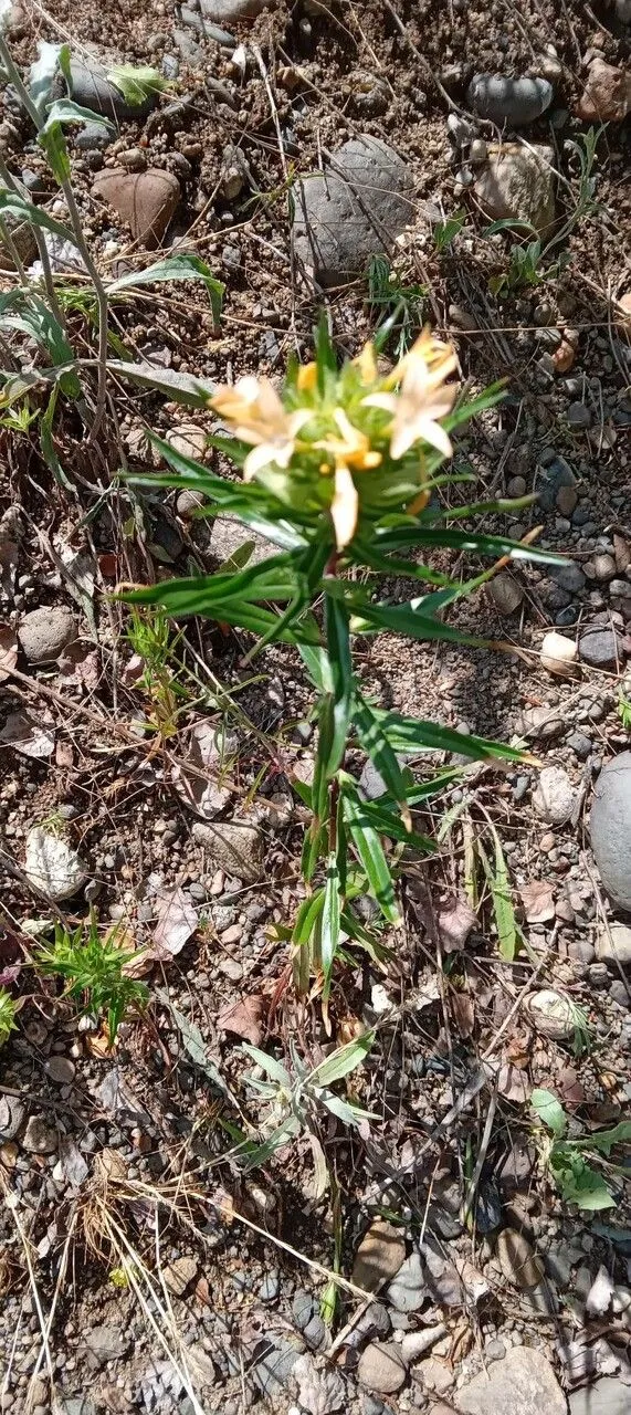 California strawflower (Collomia grandiflora, Bot. Reg. 14: t. 1174 (1828))