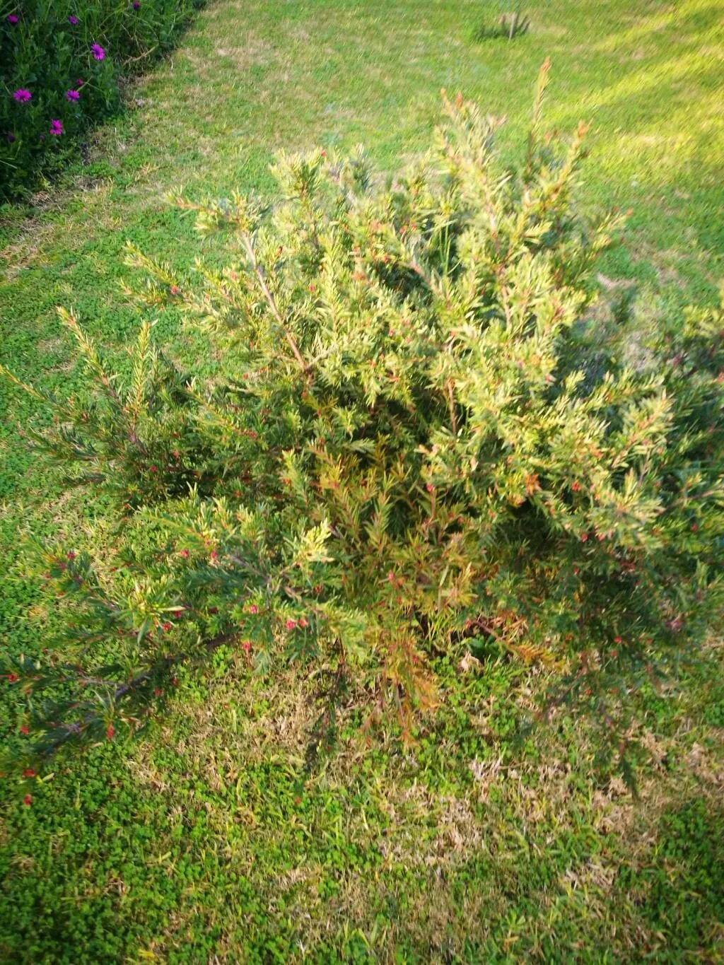 Rosemary grevillea (Grevillea rosmarinifolia, B.Field, Geogr. Mem. New South Wales: 328 (1825))