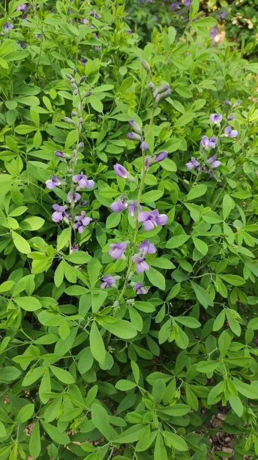 Blue false indigo (Baptisia australis, W.T.Aiton, Hortus Kew. 3: 6 (1811))