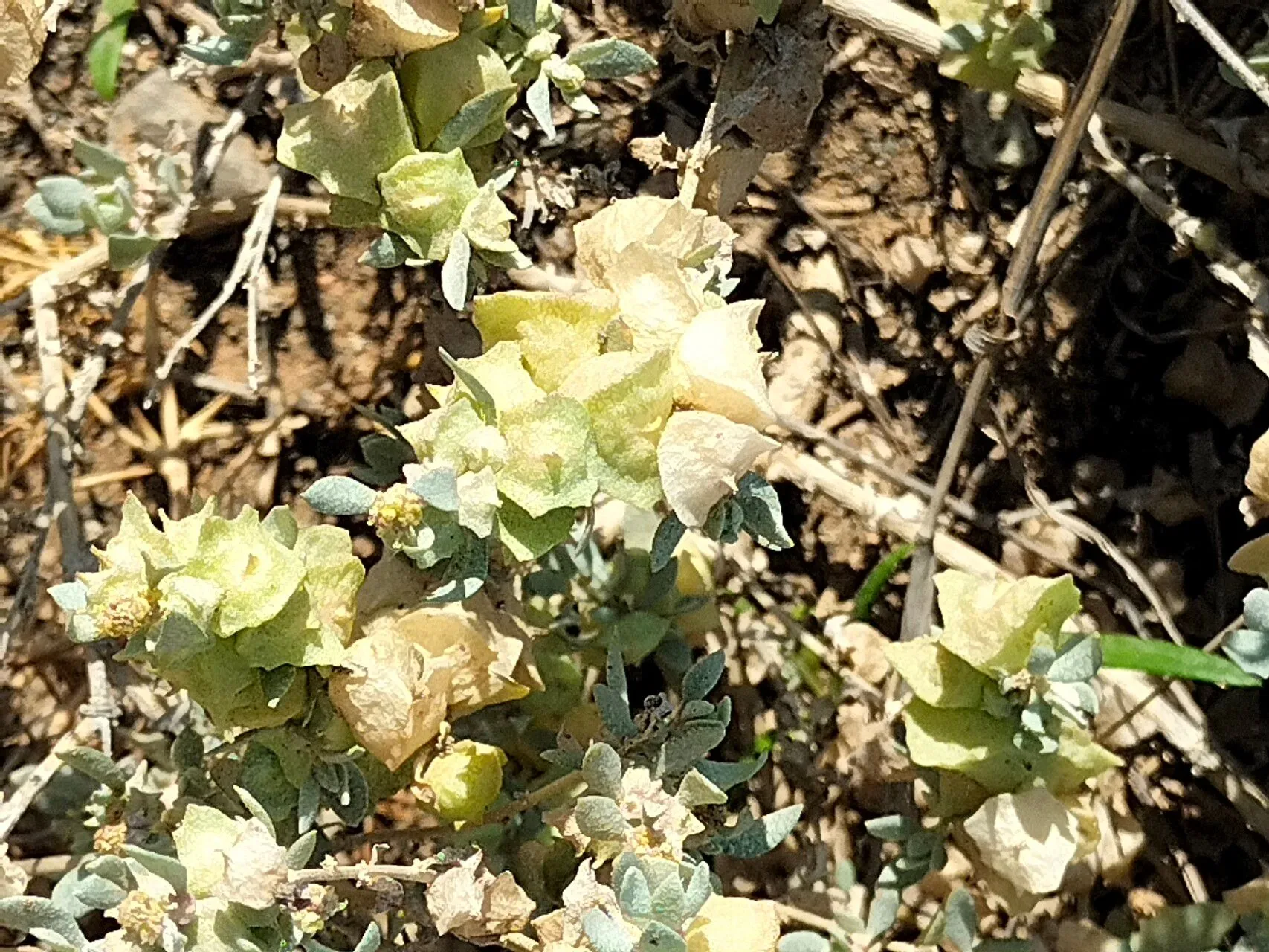 Lindley’s saltbush (Atriplex lindleyi, A.P.de Candolle, Prodr. 13(2): 100 (1849))