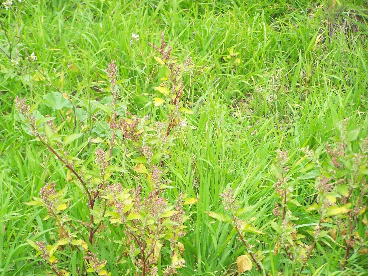 Nettleleaf goosefoot (Chenopodiastrum murale, Willdenowia 42: 14 (2012))