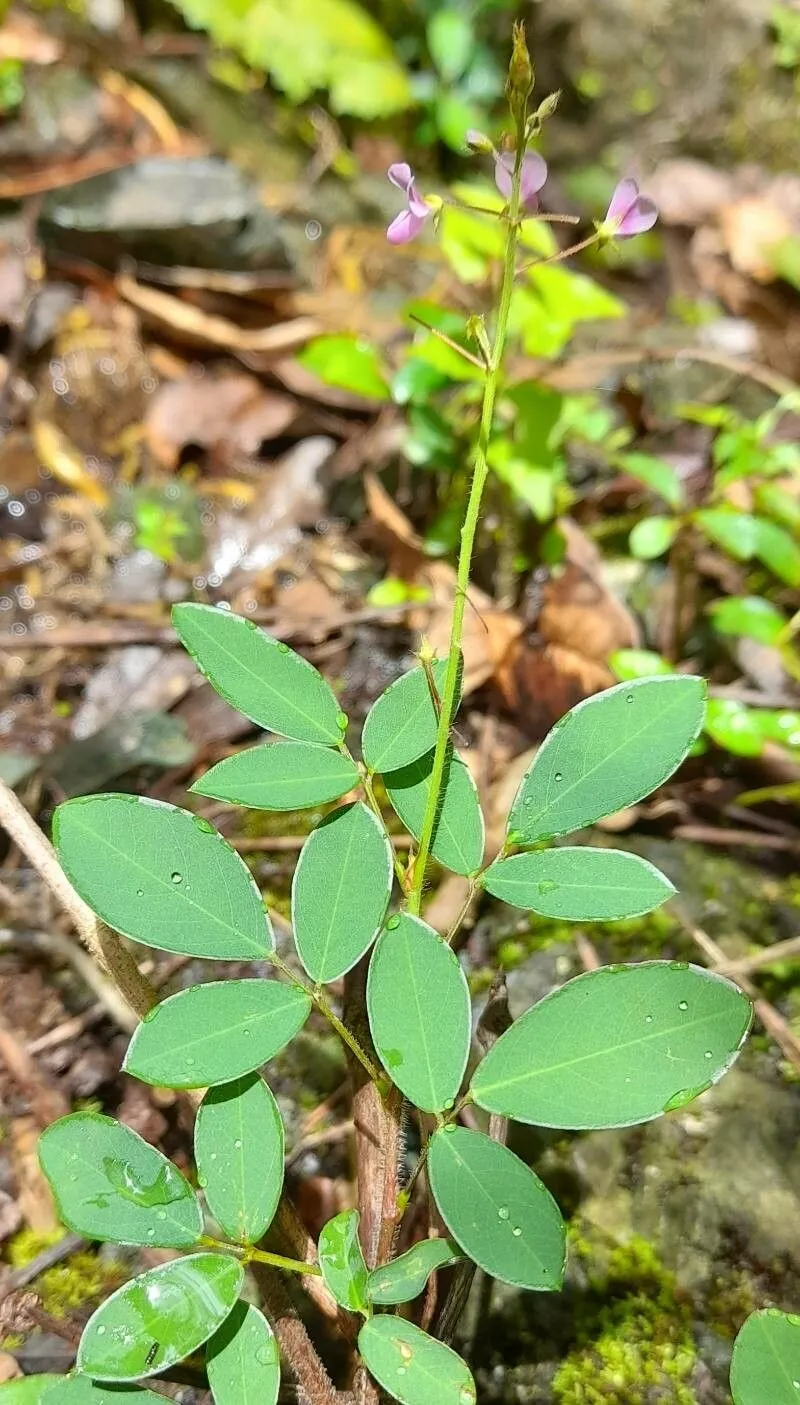 Hairy small-leaf ticktrefoil (Desmodium ciliare, Prodr. 2: 329 (1825))