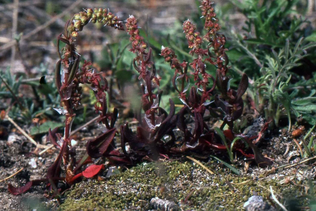 Ruby dock (Rumex bucephalophorus, Sp. Pl.: 336 (1753))