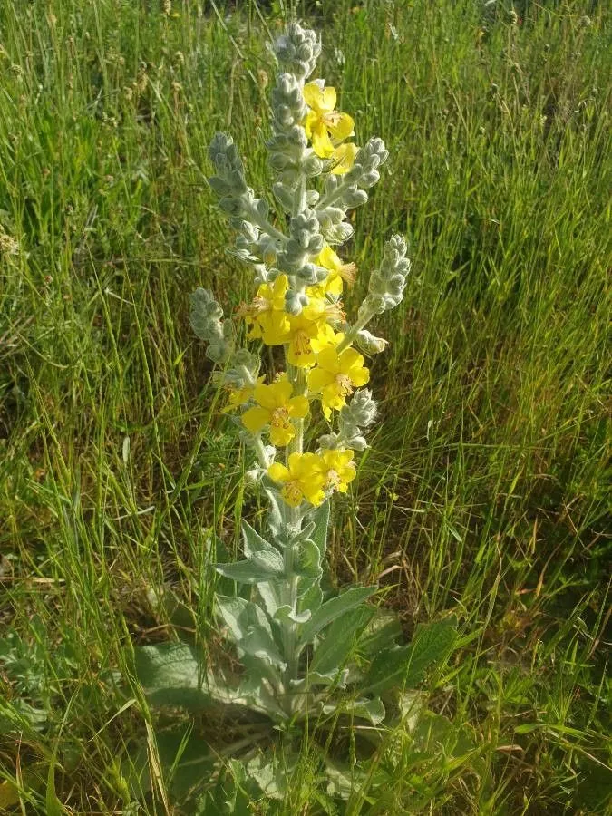 White mullein (Verbascum lychnitis, Sp. pl. 1:177. 1753)