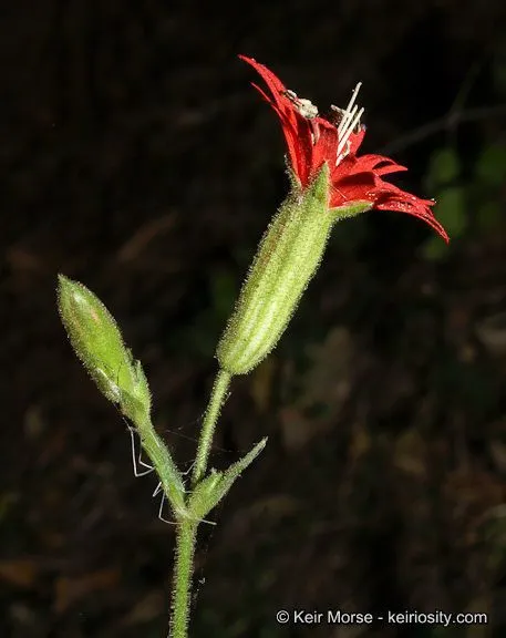 Indian-pink (Silene laciniata, Icon. 6: 44 (1801))