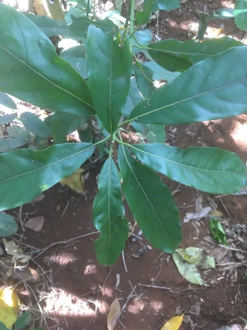 Indian-laurel (Litsea glutinosa, Philipp. J. Sci., C 6: 321 (1911))