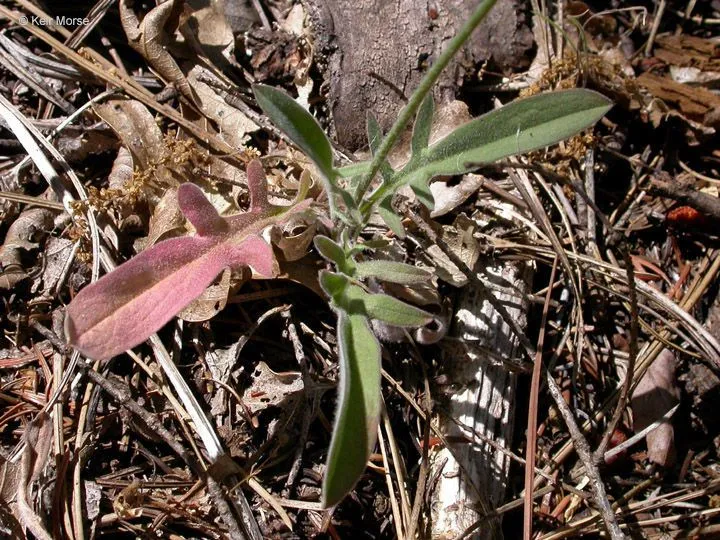 Grassland agoseris (Agoseris grandiflora, Pittonia 2(10): 178 (1891))