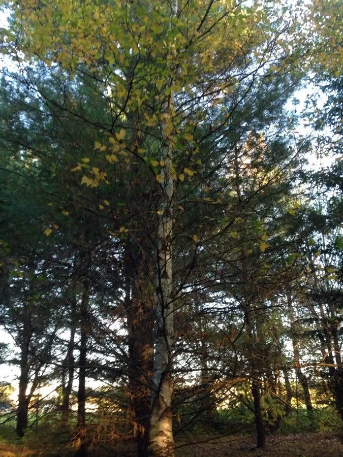 White birch (Betula populifolia, Arbust. Amer.: 19 (1785))