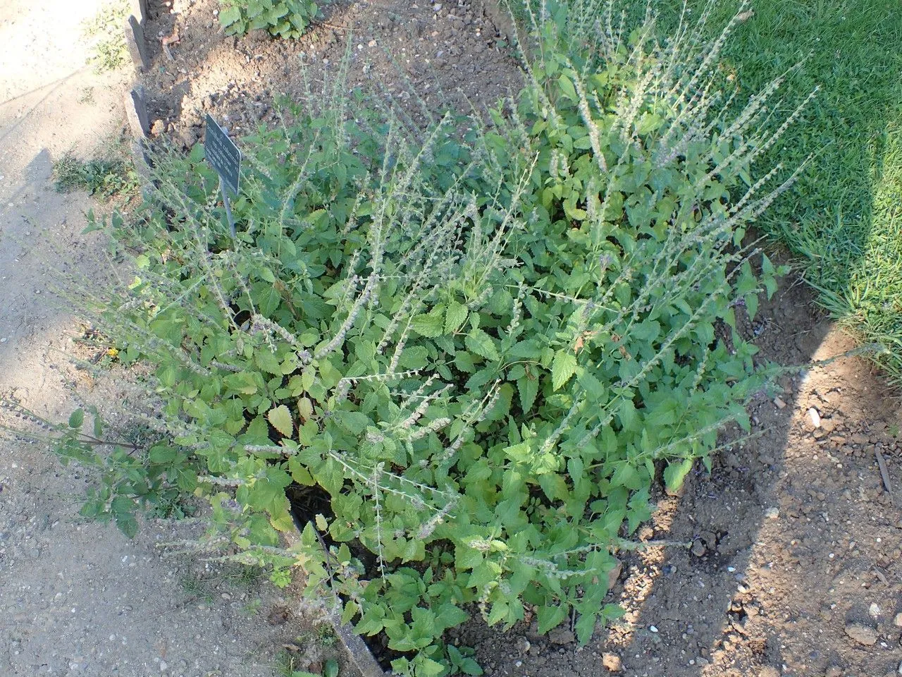 Large skullcap (Scutellaria columnae, Fl. Pedem. 1: 40 (1785))